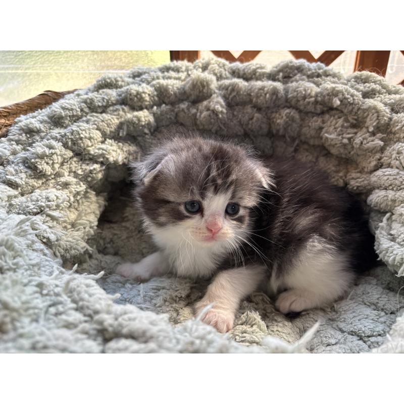 販売中の千葉県のスコティッシュフォールド(折れ耳)-136101の8枚目