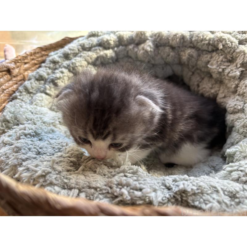 販売中の千葉県のスコティッシュフォールド(折れ耳)-136101の7枚目