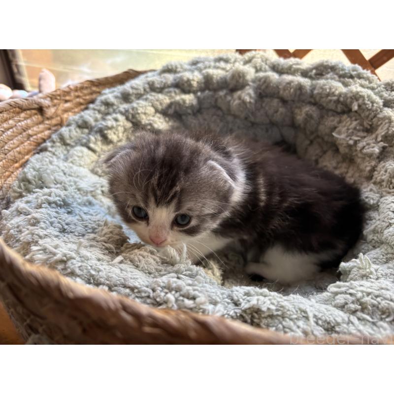 販売中の千葉県のスコティッシュフォールド(折れ耳)-136101の6枚目