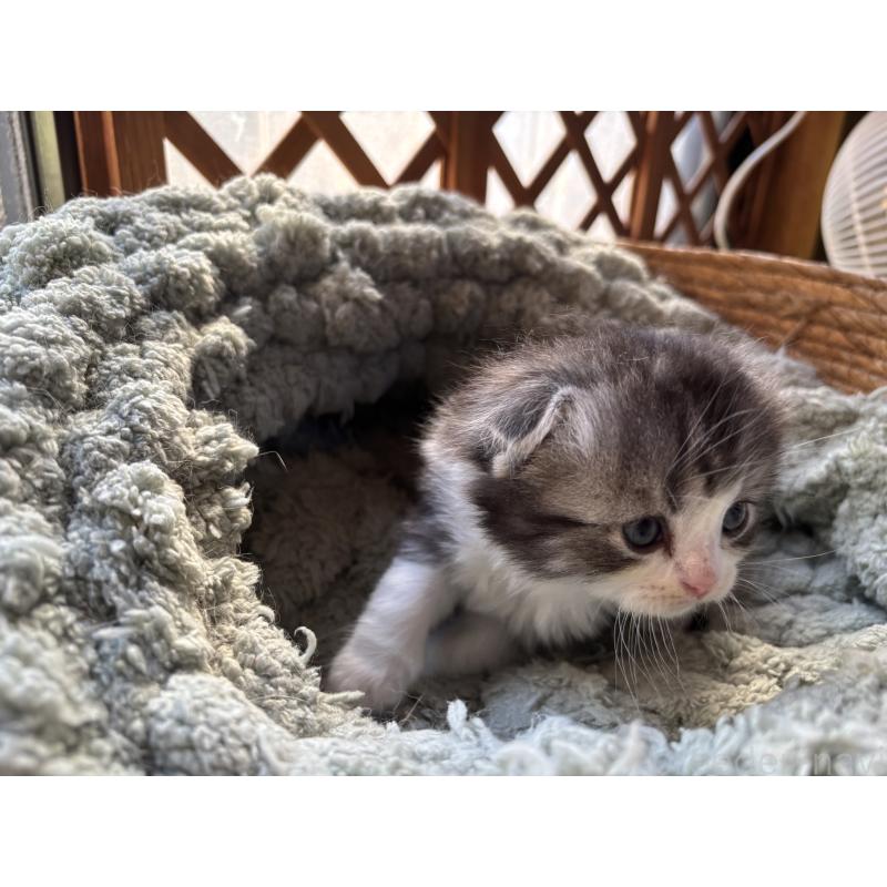 販売中の千葉県のスコティッシュフォールド(折れ耳)-136101の5枚目