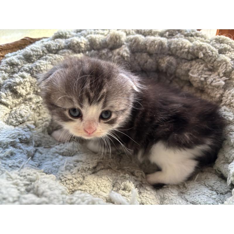 販売中の千葉県のスコティッシュフォールド(折れ耳)-136101の4枚目