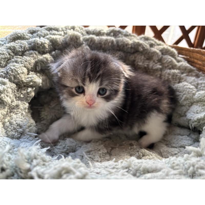 販売中の千葉県のスコティッシュフォールド(折れ耳)-136101の2枚目