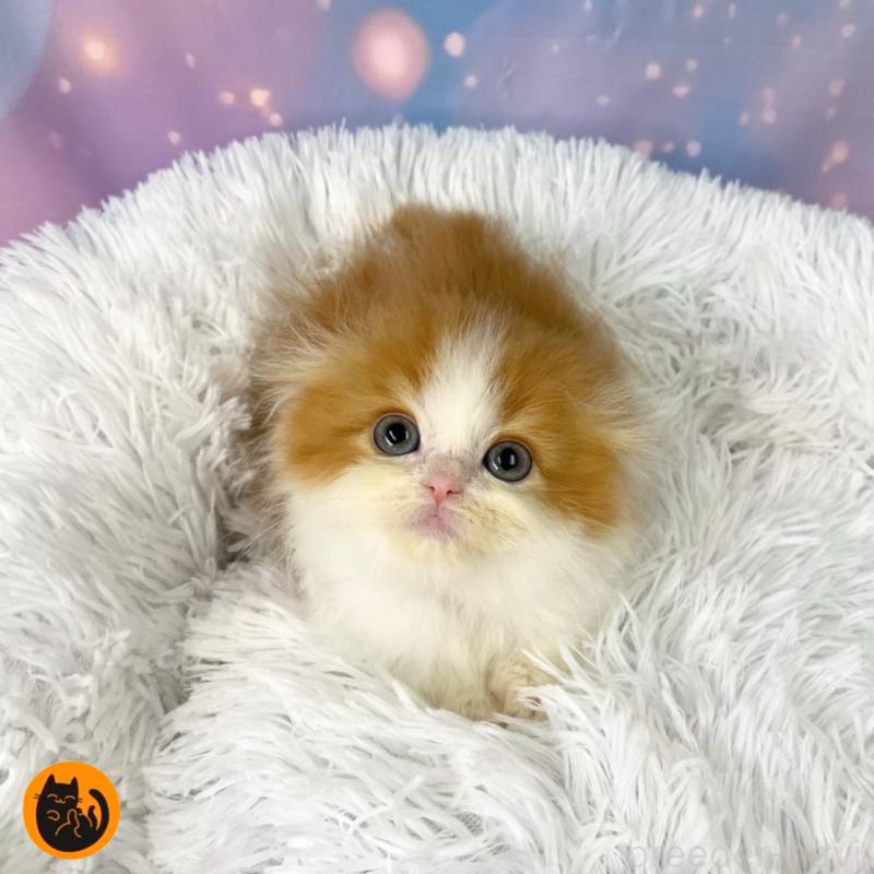 成約済の大阪府のスコティッシュフォールド(折れ耳)-134507の1枚目