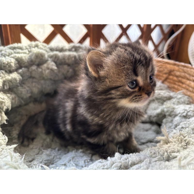 販売中の千葉県のスコティッシュフォールド-136102の11枚目