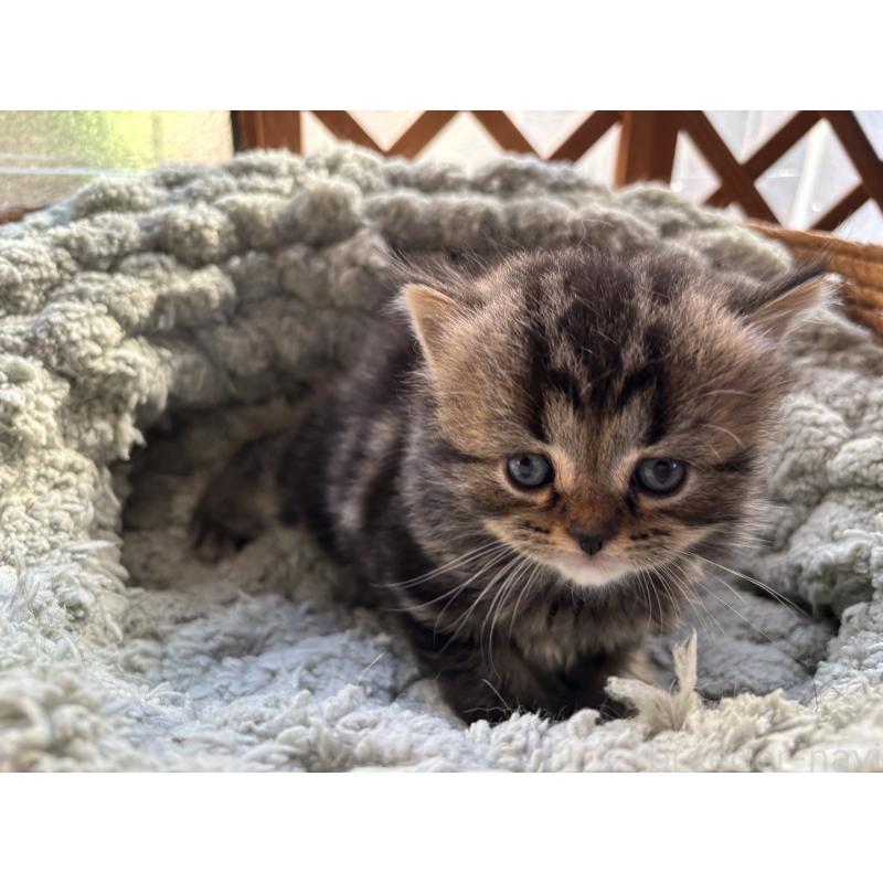 販売中の千葉県のスコティッシュフォールド-136102の10枚目