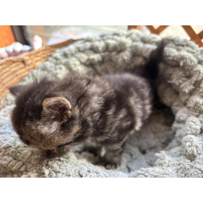 販売中の千葉県のスコティッシュフォールド-136102の9枚目