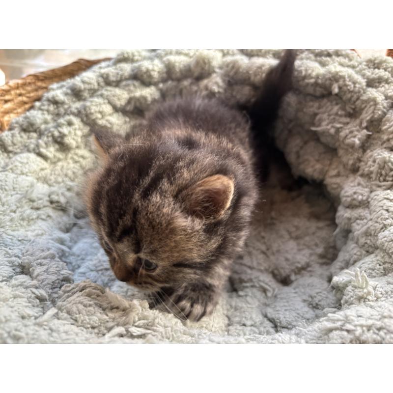 販売中の千葉県のスコティッシュフォールド-136102の8枚目