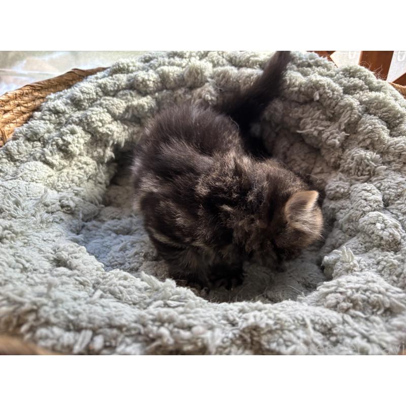 販売中の千葉県のスコティッシュフォールド-136102の7枚目