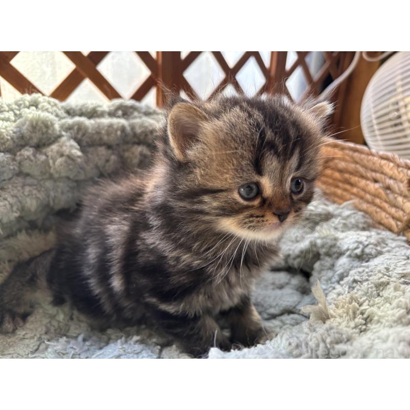 販売中の千葉県のスコティッシュフォールド-136102の6枚目