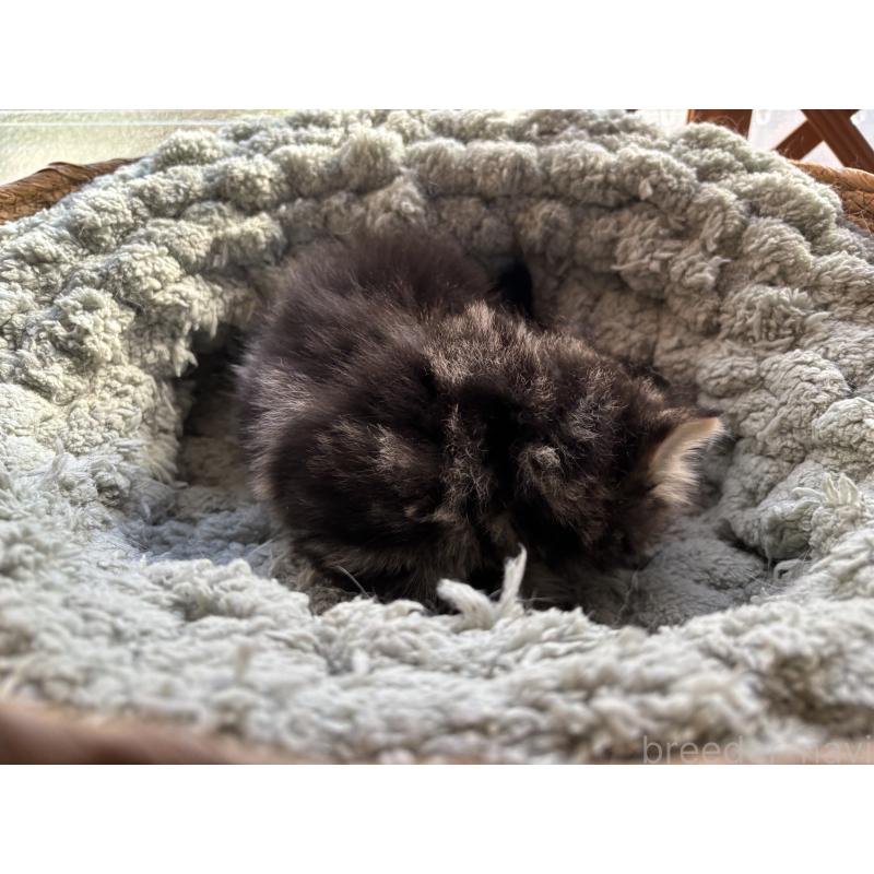 販売中の千葉県のスコティッシュフォールド-136102の5枚目