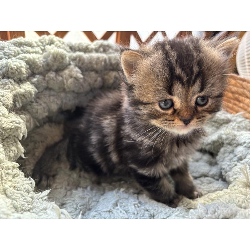 販売中の千葉県のスコティッシュフォールド-136102の4枚目