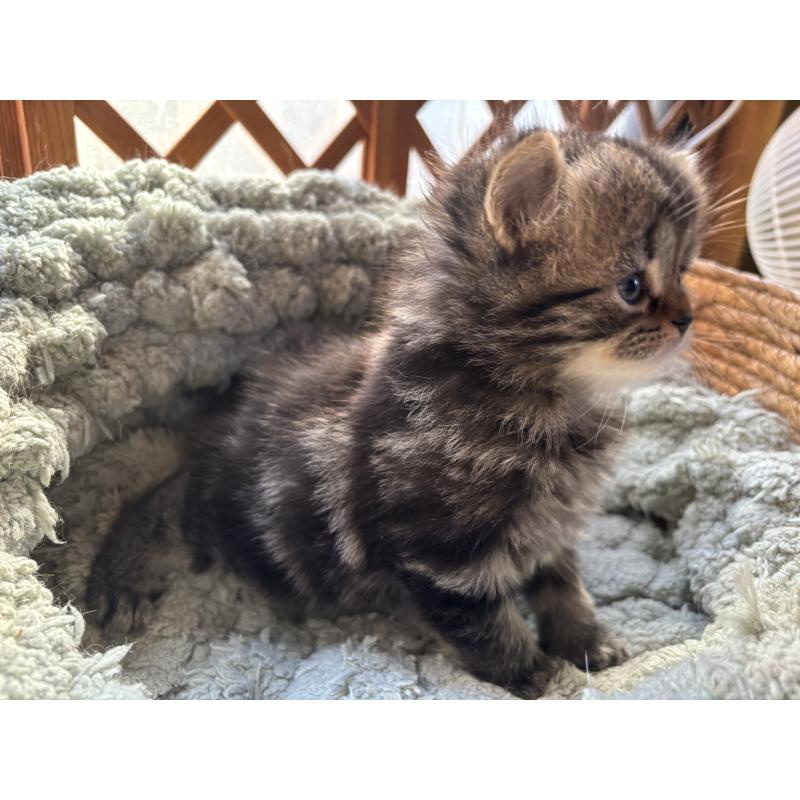 販売中の千葉県のスコティッシュフォールド-136102の3枚目