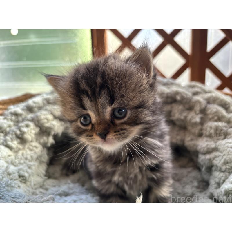 販売中の千葉県のスコティッシュフォールド-136102の2枚目