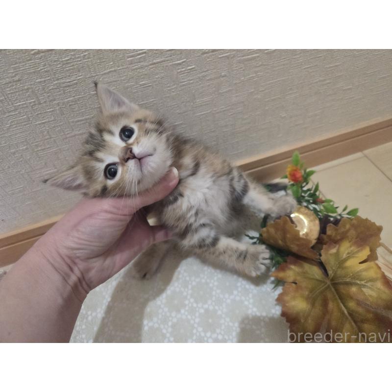 成約済の広島県のミックス-134921の11枚目