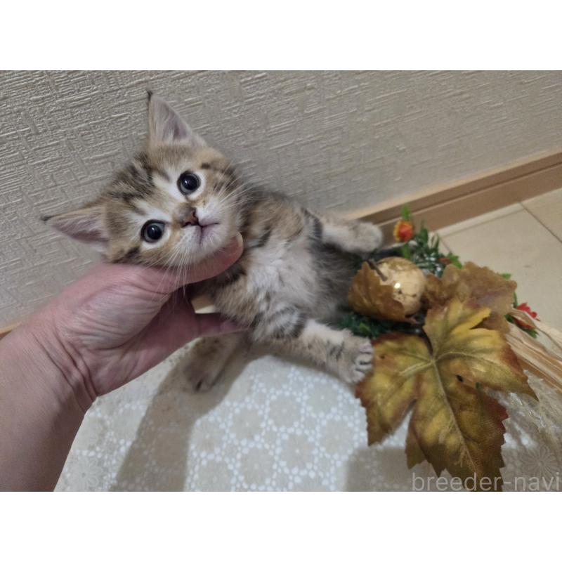 成約済の広島県のミックス-134921の10枚目