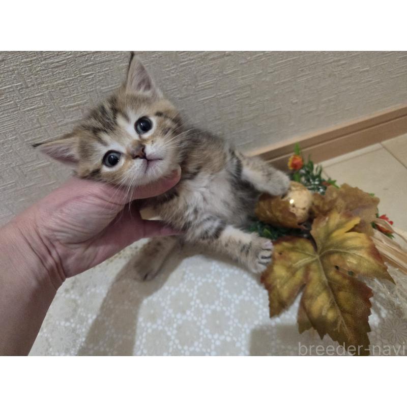 販売中の広島県のミックス-134921