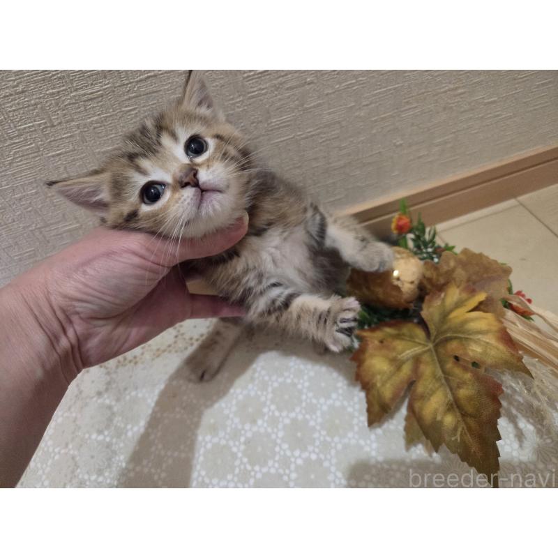 成約済の広島県のミックス-134921の7枚目