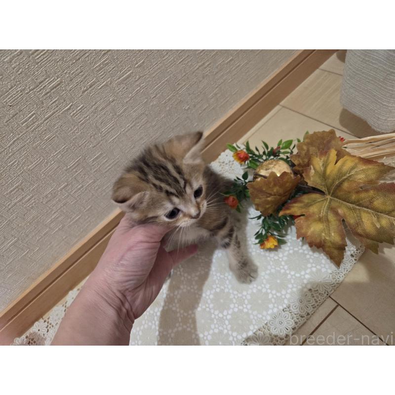 成約済の広島県のミックス-134921の6枚目