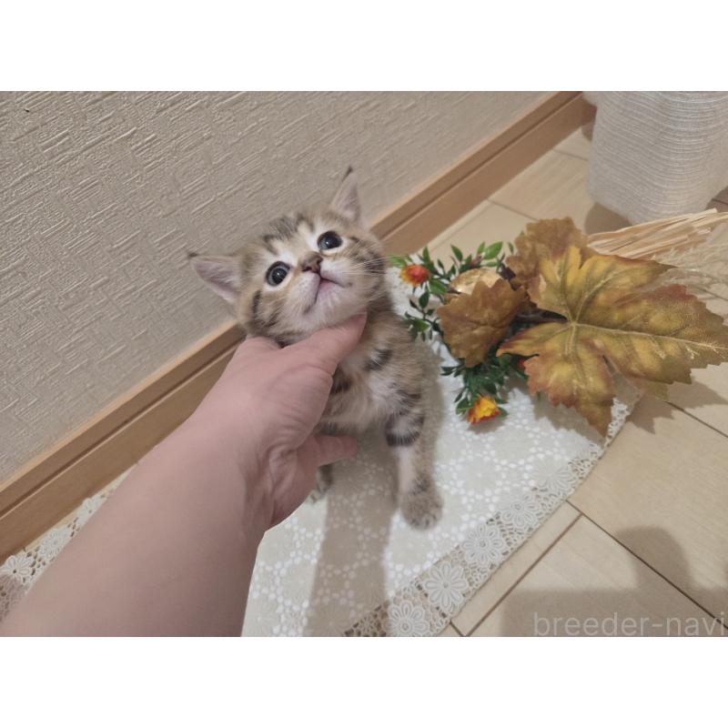 成約済の広島県のミックス-134921の4枚目