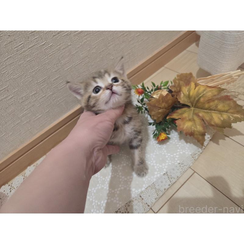 成約済の広島県のミックス-134921の3枚目