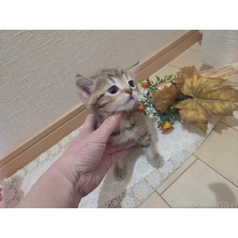 成約済の広島県のミックス-134921の2枚目