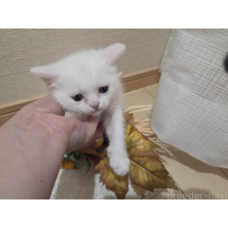 販売中の広島県のミックス-134922の55枚目