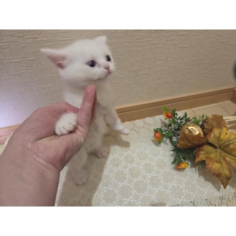 販売中の広島県のミックス-134922の54枚目