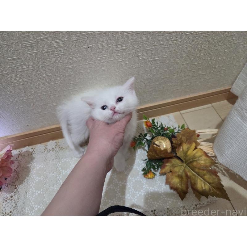 販売中の広島県のミックス-134922の53枚目