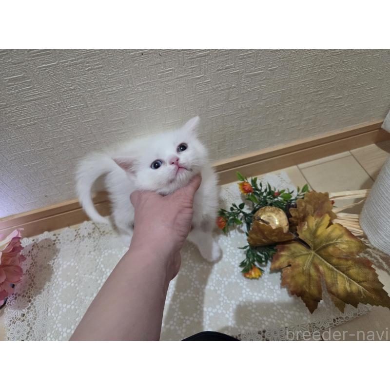 販売中の広島県のミックス-134922