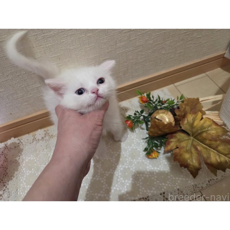 販売中の広島県のミックス-134922の50枚目