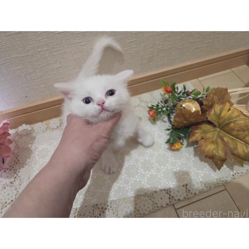 販売中の広島県のミックス-134922の49枚目