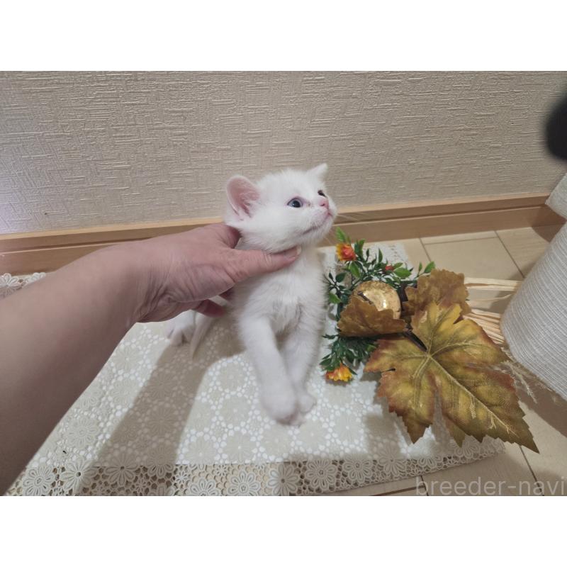 販売中の広島県のミックス-134922の48枚目