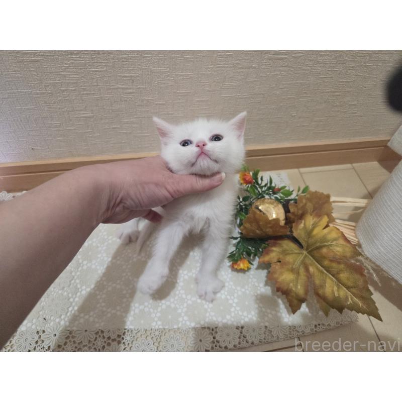 販売中の広島県のミックス-134922の47枚目