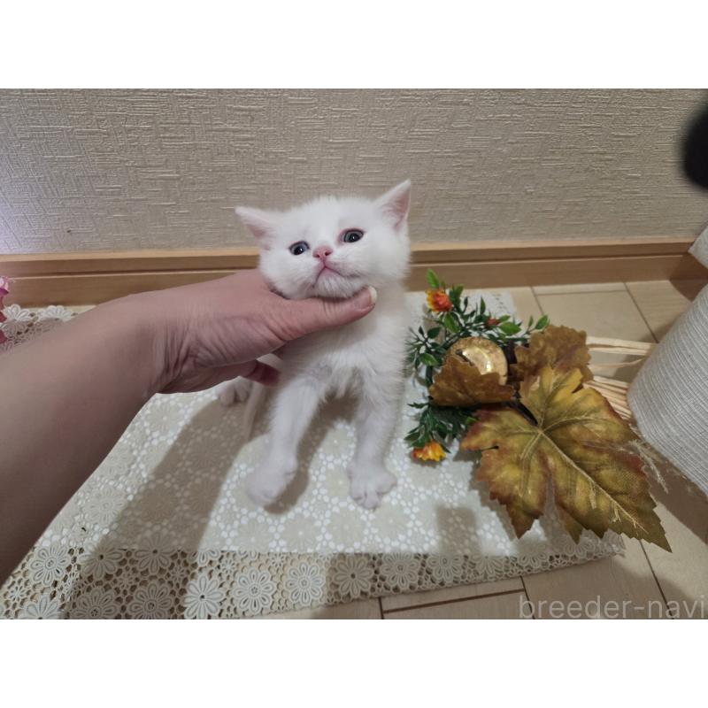 販売中の広島県のミックス-134922の46枚目