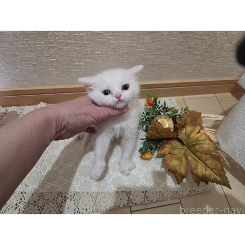 販売中の広島県のミックス-134922の45枚目