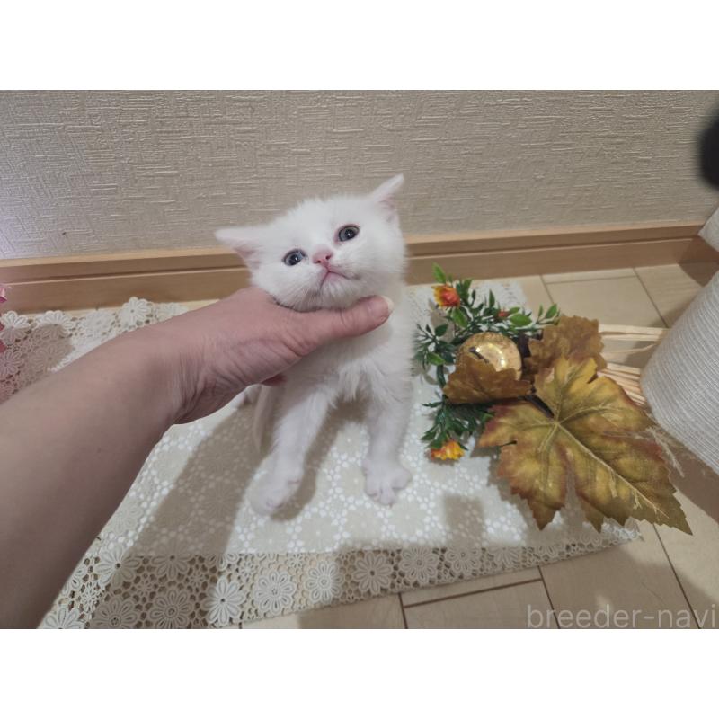 販売中の広島県のミックス-134922の44枚目