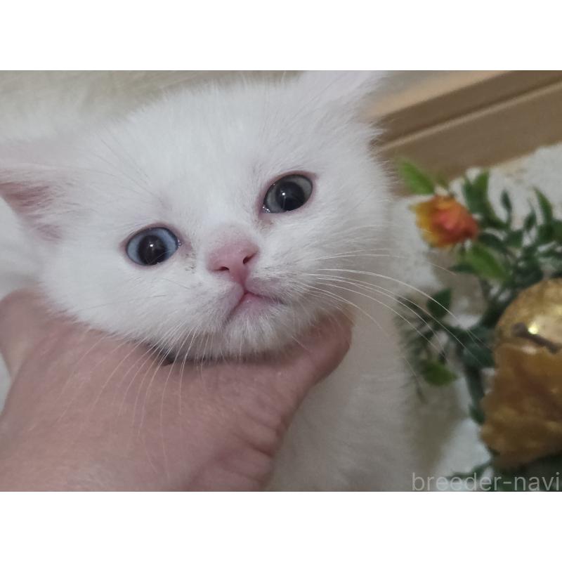 販売中の広島県のミックス-134922の42枚目