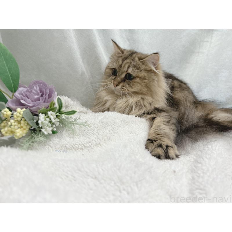 販売中の長野県のミヌエット-131668の5枚目