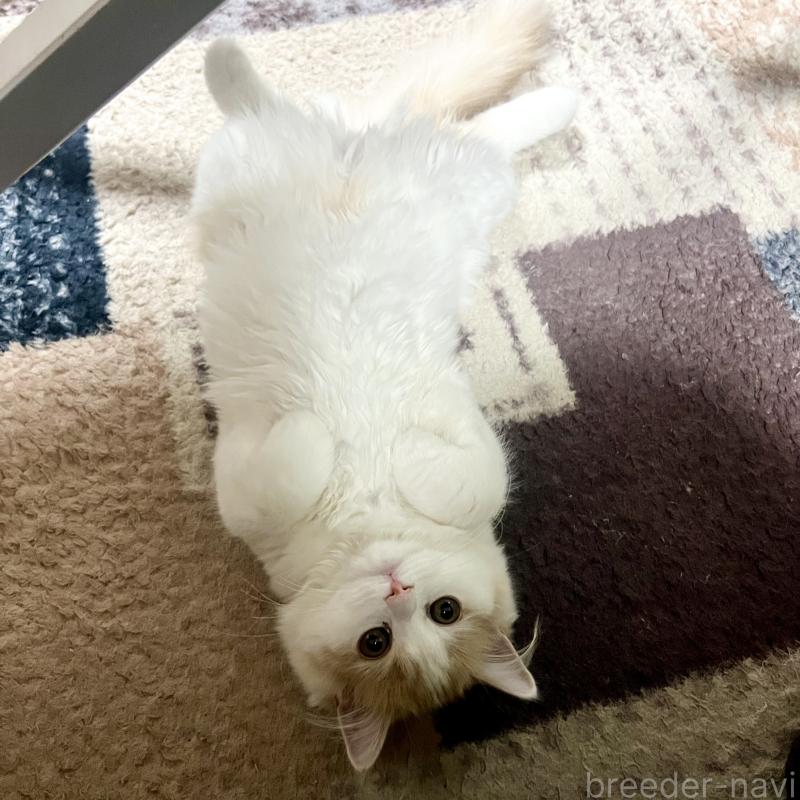 販売中の三重県のスコティッシュフォールド-129919の7枚目