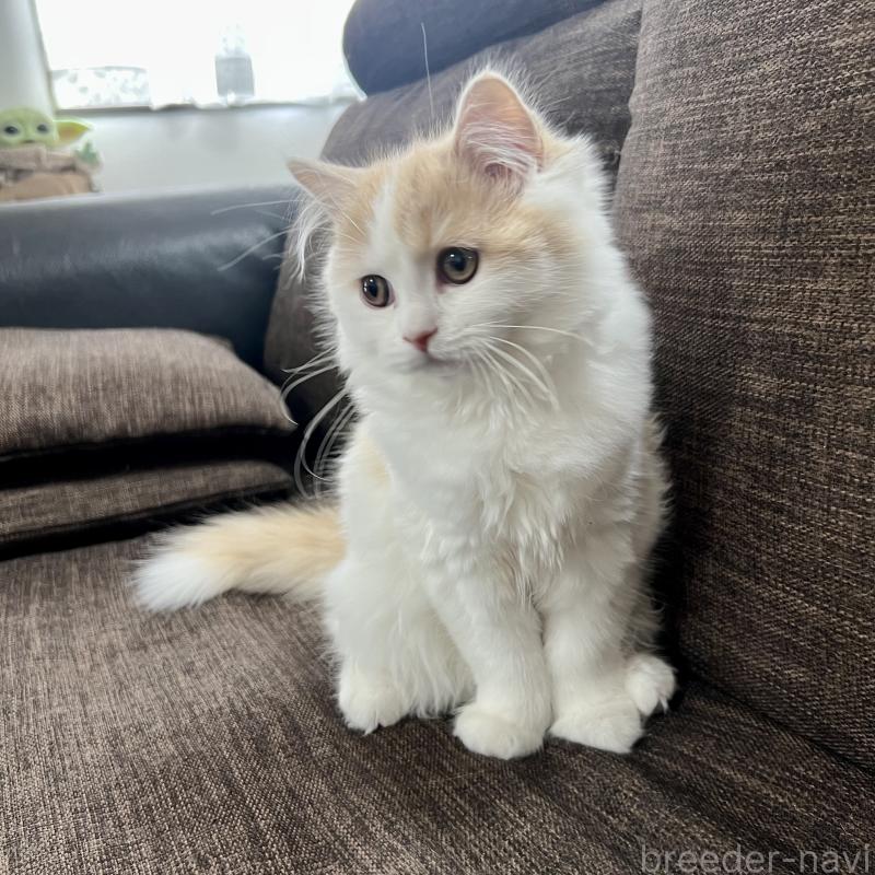 販売中の三重県のスコティッシュフォールド-129919の6枚目