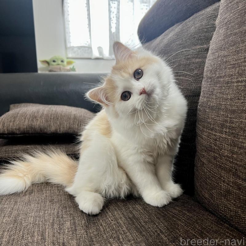 販売中の三重県のスコティッシュフォールド-129919の5枚目