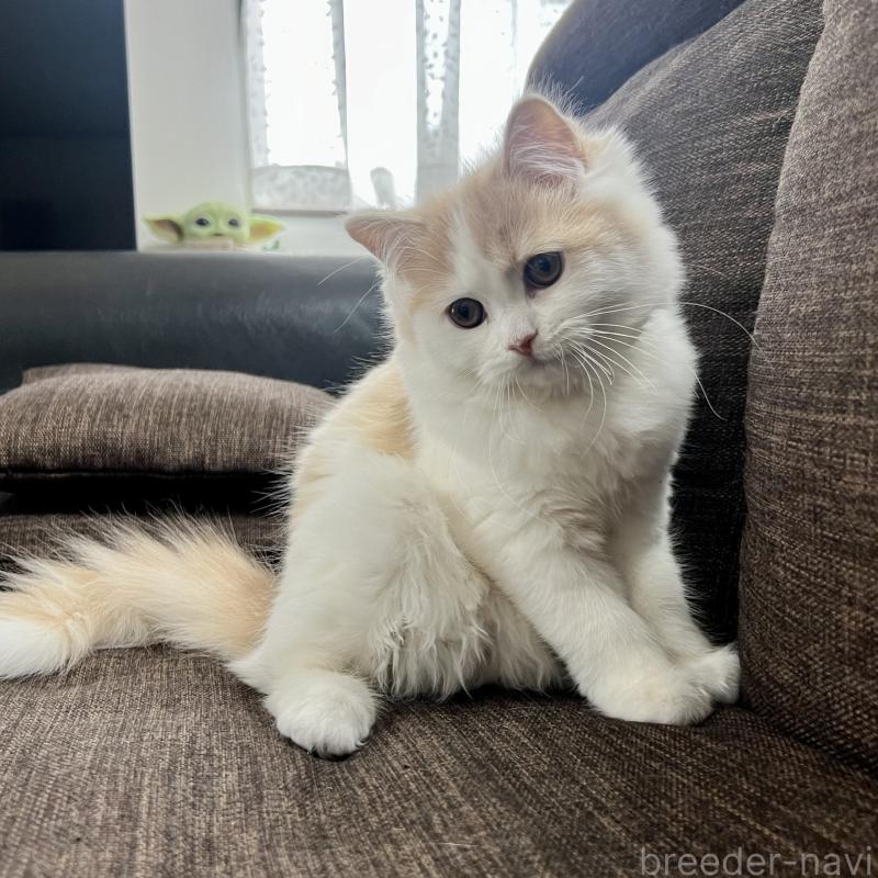 販売中の三重県のスコティッシュフォールド-129919の4枚目