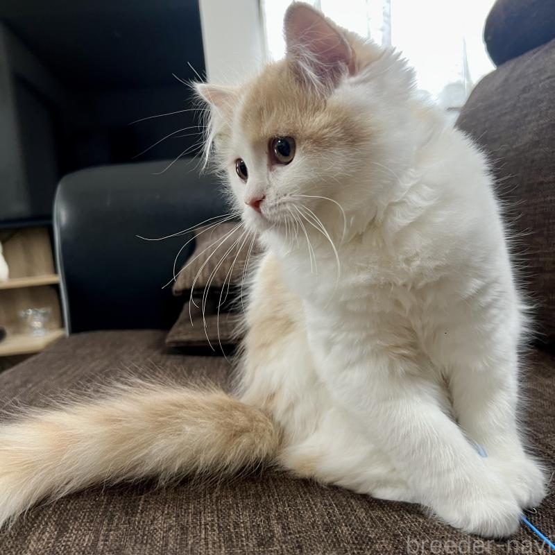 販売中の三重県のスコティッシュフォールド-129919の3枚目