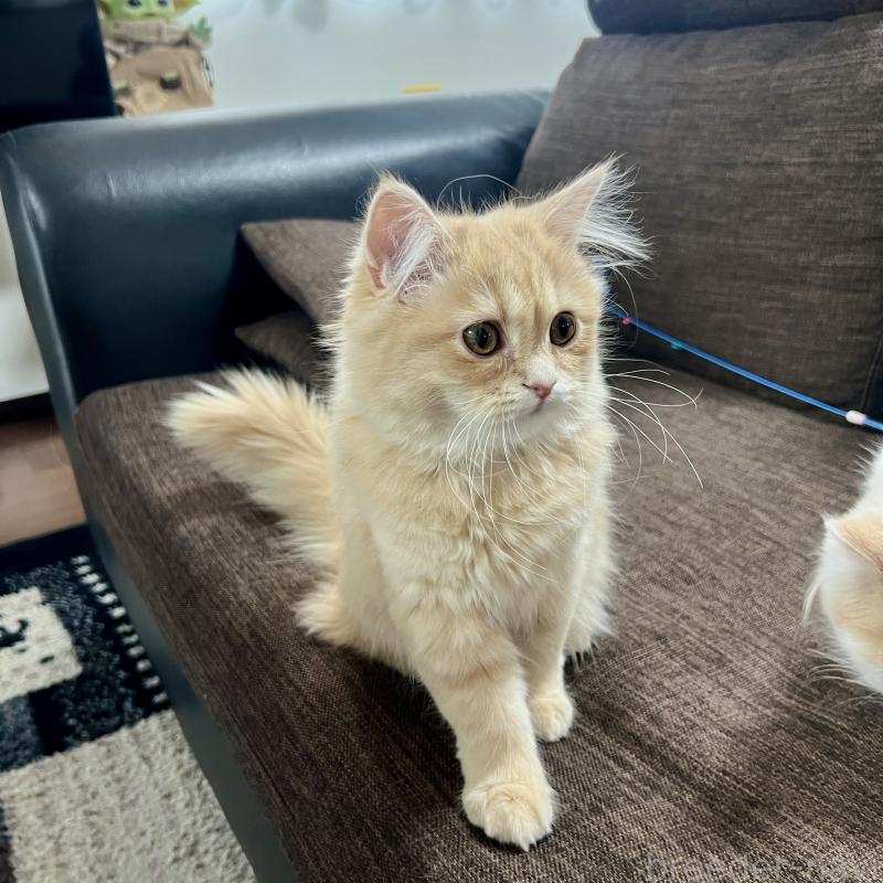 成約済の三重県のスコティッシュフォールド-129920の5枚目