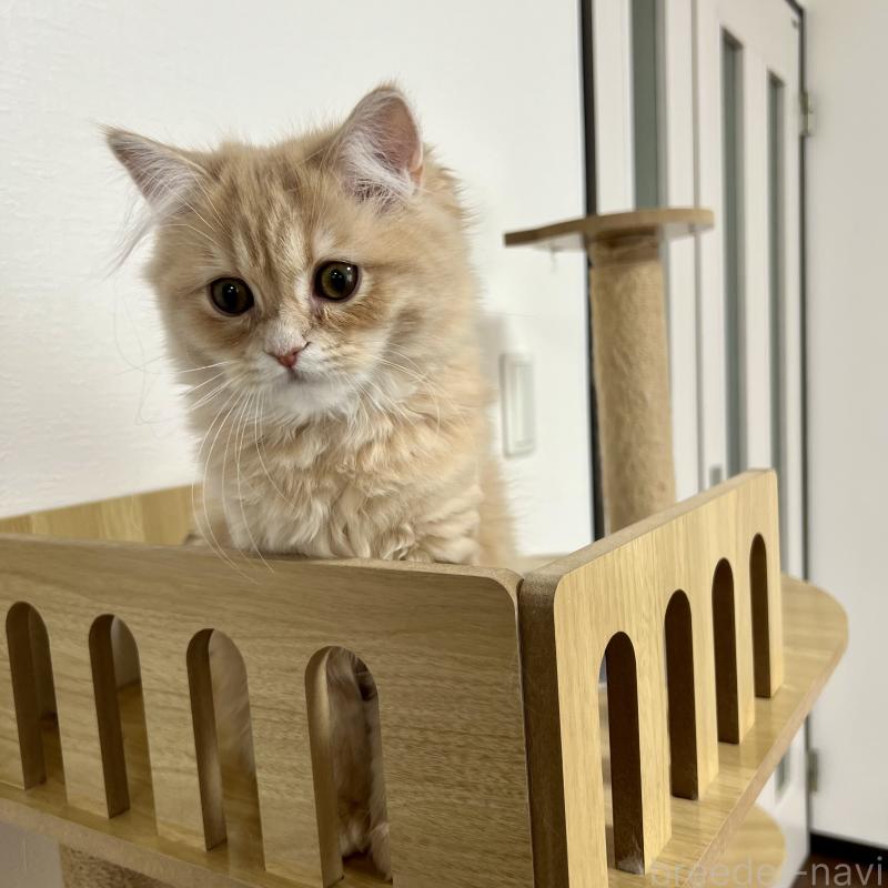 成約済の三重県のスコティッシュフォールド-129920の4枚目