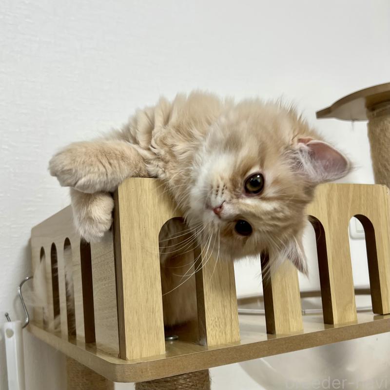 成約済の三重県のスコティッシュフォールド-129920の3枚目