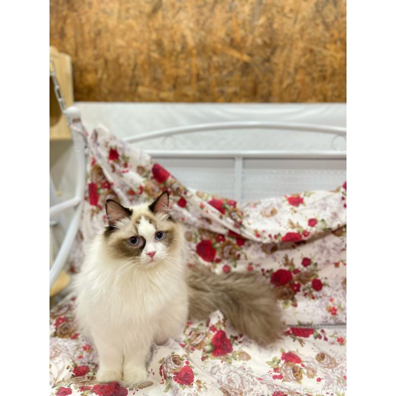 販売中の東京都のラグドール-127010の5枚目