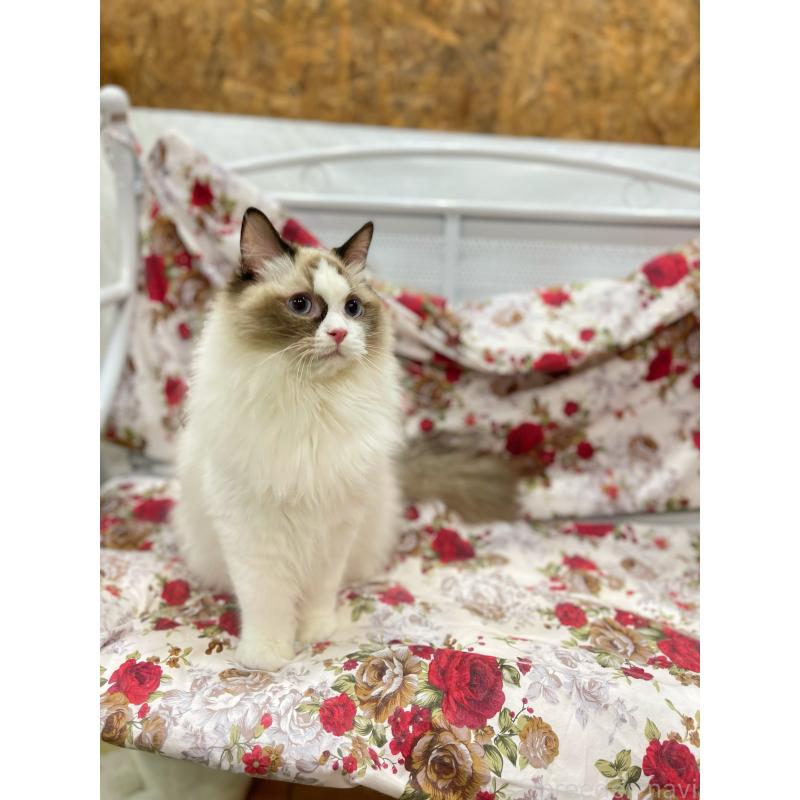 販売中の東京都のラグドール-127010の4枚目