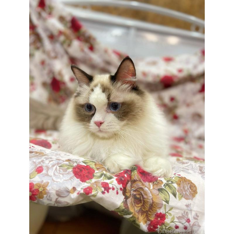 販売中の東京都のラグドール-127010の3枚目