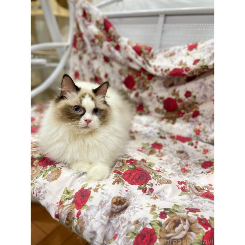 販売中の東京都のラグドール-127010の2枚目